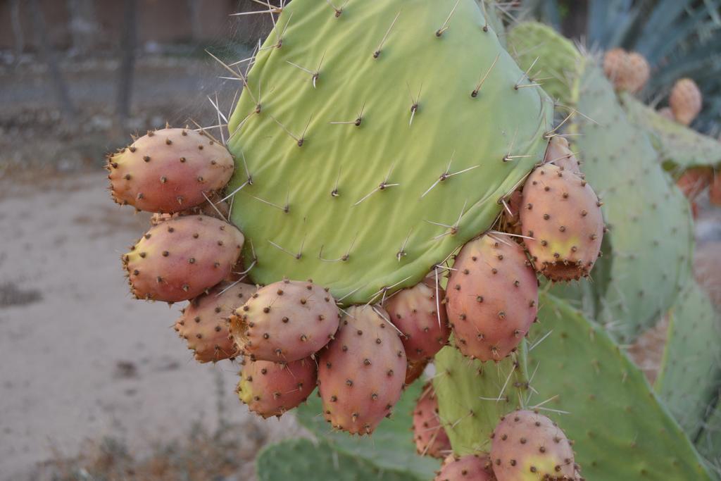 Riad Couleur Sable Sidi Abdallah Ghiat Ngoại thất bức ảnh